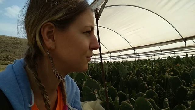 Съедобный кактус. Как выращивают нопаль? Мексика, 2018г. смотреть онлайн