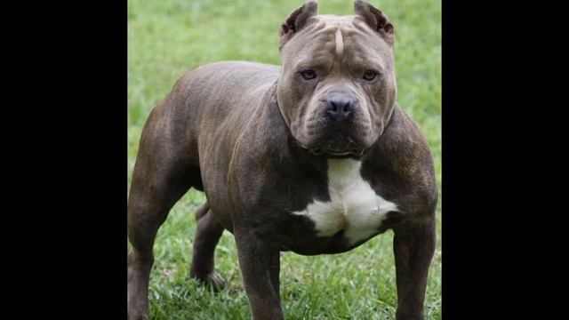 American Pit Bull Terrier (dog breed HD slide show)! / Американский питбультерьер ! смотреть онлайн