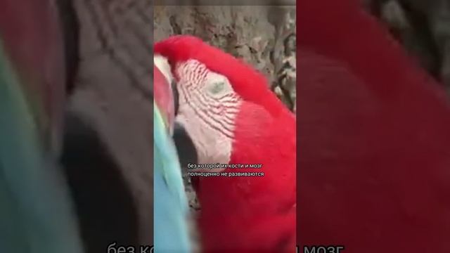 Зачем Попугаи едят Землю?