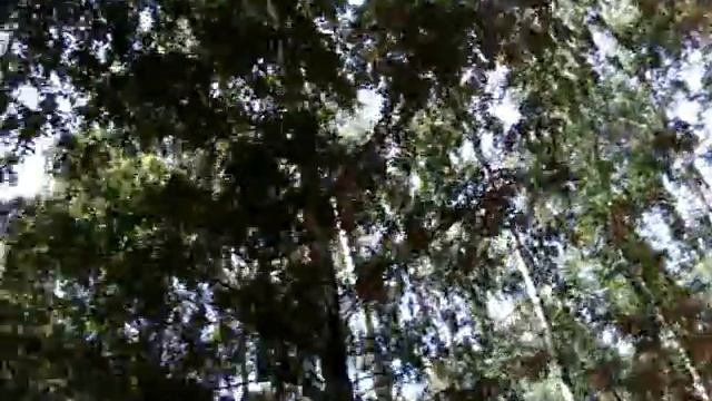 Прогулка в лесопосадке на ул Комарова г Казань смотреть онлайн