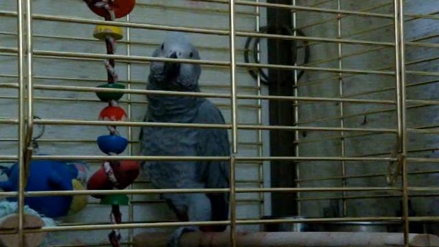 Попугай жако учит курачку ряба смотреть онлайн