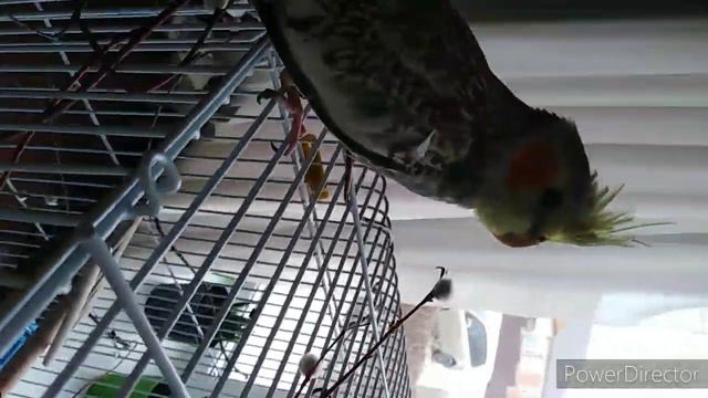 Как приручить попугая Кореллу??? Это лчень легко!!! Быстрое приручение попугая. смотреть онлайн