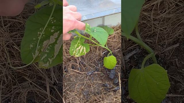 огурец 04.06.2021 смотреть онлайн