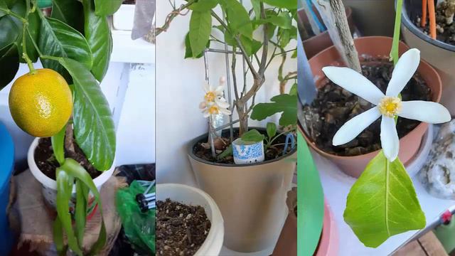 Зацвел Лунарио от Татьяны Кузьмук смотреть онлайн