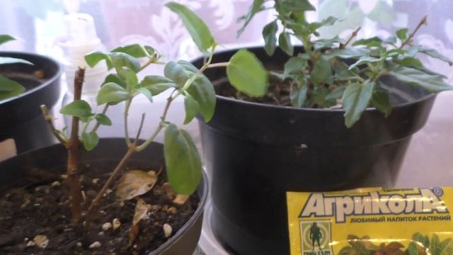 Как сохранить фуксии зимой. Черенкование, укоренение в воде. Первые подкормки смотреть онлайн