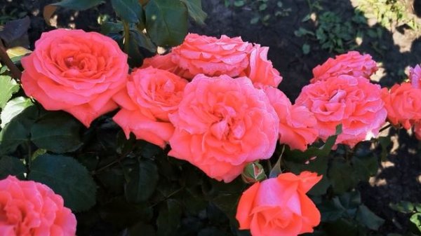 Роза Ди Ди Бриджвотер Dee Dee Bridgewater