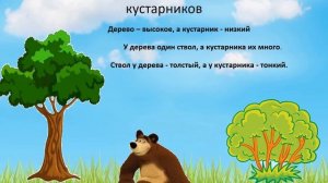 Знакомимся с деревьями и кустарниками вместе с Машей