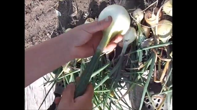 Убрала лук посаженный половинками. смотреть онлайн