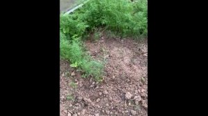 Труд людей весной