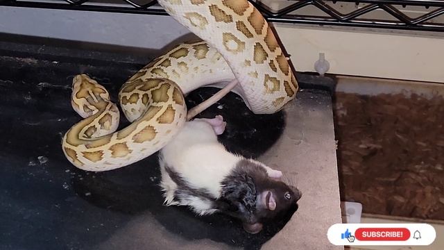 Hypo Burmese Python Catches Rat Out Of Cage! Warning Live Feeding Documentary смотреть онлайн