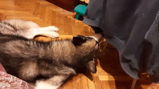 Маламут играет. Malamute Playing.