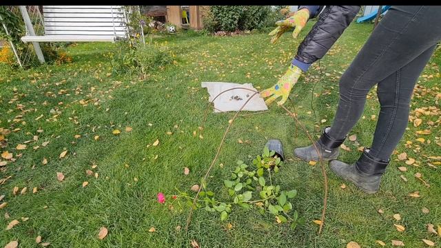 ХВАТИТ ТЕРЯТЬ РОЗЫ! Как ПРОСТО и НАДЁЖНО укрыть РОЗЫ НА ЗИМУ. ПОДРОБНАЯ ИНСТРУКЦИЯ смотреть онлайн