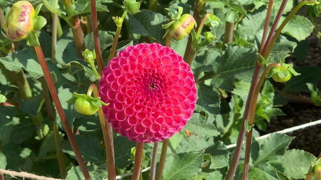 Dahlia Tour PomPom And Ball Varieties