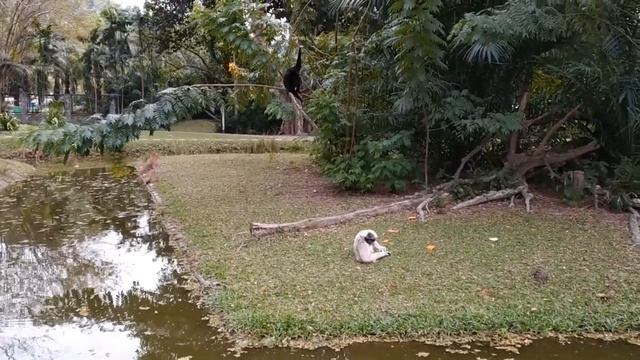 khao kheow open zoo Pattaya / Открытый зоопарк «Кхао Кхео» смотреть онлайн