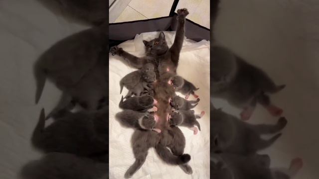 Мать-героиня смотреть онлайн