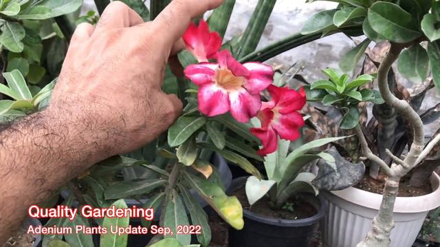 My Adenium Plants Update | Adenium Arabicum | Adenium Obesum Multy petal | Adenium Seedlings смотреть онлайн