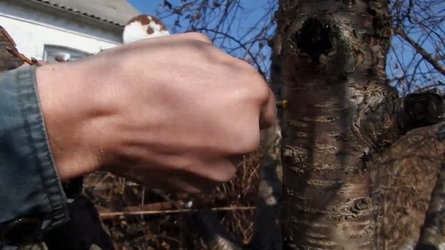 IF Скоростная Прививка Дрелью Итальянская на Ствол Вишня Черешня Grafting cherry with DRILL 2021032 смотреть онлайн