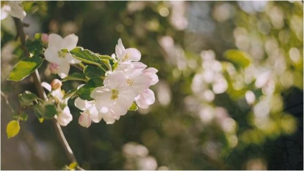 Francis Goya Romantic Guitar - Guitar Tunes For Nostalgia | Great Relaxing Music