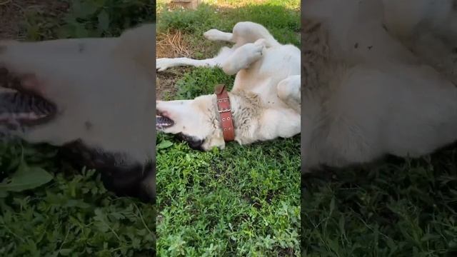 Собаки спасают от одиночества, согласны? #любимыйпес #алабай