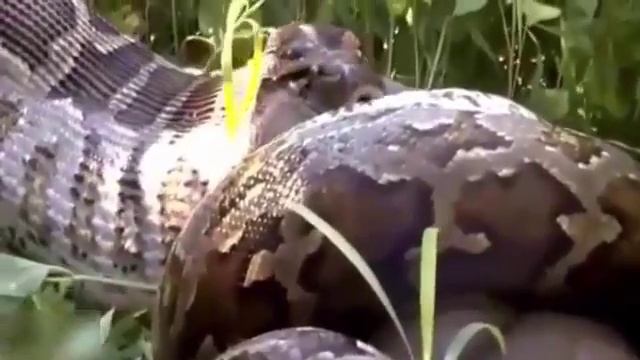 python book developer course online course learn how training online textbook programming wlid смотреть онлайн