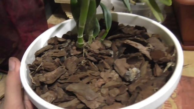 Как себя чувствуют каттлеи без полива?