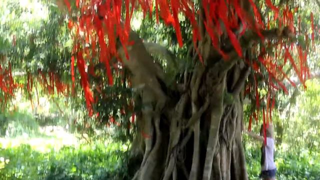 Китай. Остров Хайнань. Парк Олень повернул голову смотреть онлайн