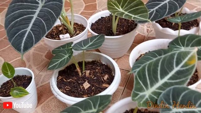 PERAWATAN ALOCASIA BLACK VELVET AGAR TUMBUH SUBUR смотреть онлайн