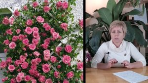 ОБЯЗАТЕЛЬНО ПОСАДИТЕ ПЛЕТИСТЫЕ РОЗЫ!!!  ТОП 10 ЛУЧШИХ СОРТОВ / Садовый гид