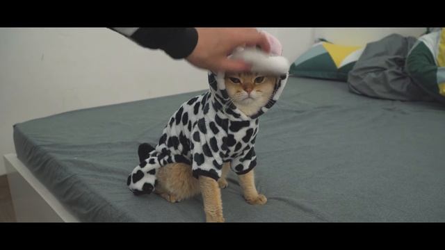 Закуска из рисовой бумаги с шоколадным соусом [2 ингредиента]