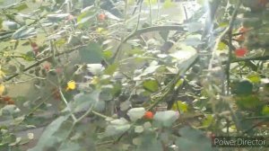 Томат черри сорт "Барбарис"