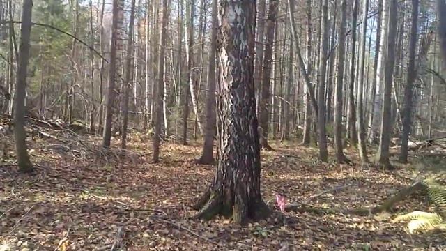 Почему горожане после переезда на землю, хотят обратно вернутся в город?