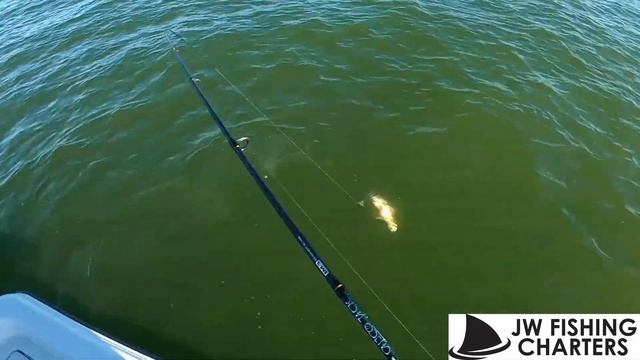 MUST WATCH! How to Catch Mangrove Snapper on GULP! смотреть онлайн