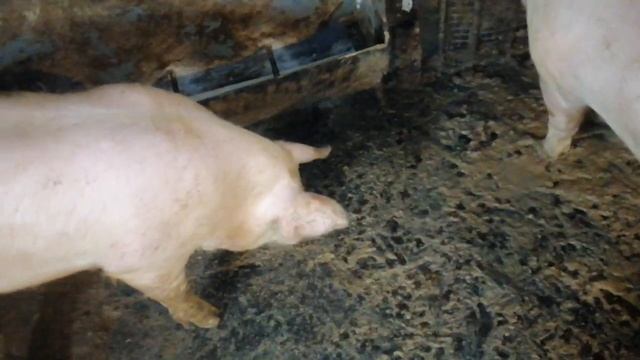 ?Бункерная кормушку для свиней!!!? Своими руками смотреть онлайн