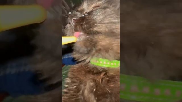 Чепусик желает всем сладких снов ???⬛ #черныйкотик смотреть онлайн