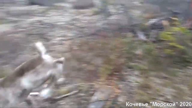 Приплод оленей 2020 смотреть онлайн