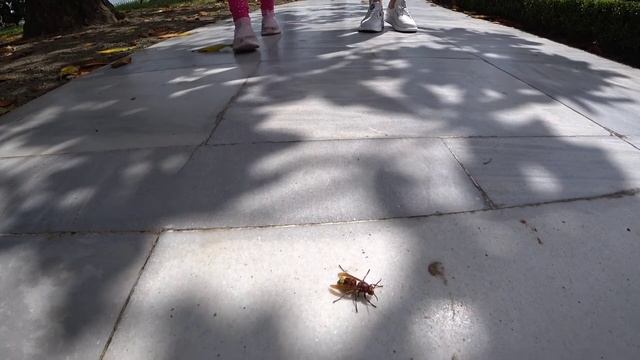 Апарты в Таксиме. Дворец Долмабахче. Улица Истикляль. Развод с шариками)). Стамбул 2021.День 3.ч.2 смотреть онлайн