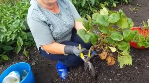 Пересадка клубники на новое место! Подготовка почвы