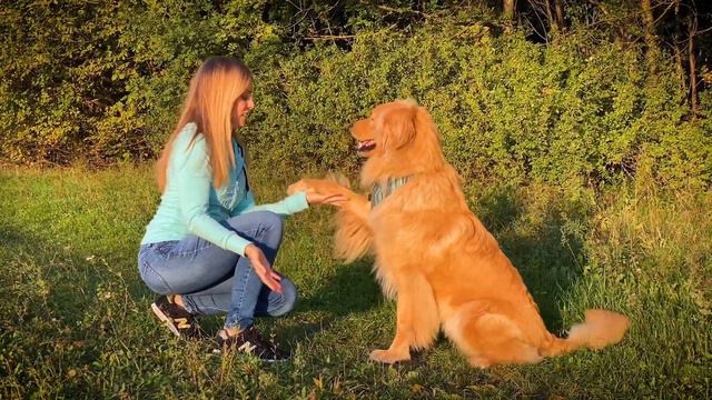 Four Seasons of Dog Dancing with Indy the Hovawart (Dance Monkey) смотреть онлайн