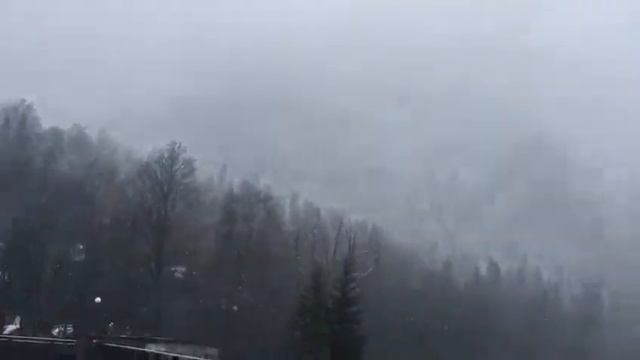 Экскурсия на озеро Рица с ООО ВеРшИнА смотреть онлайн