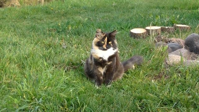 Мурка. Скоро новые проекты. Простые технические решения. Всем привет! смотреть онлайн