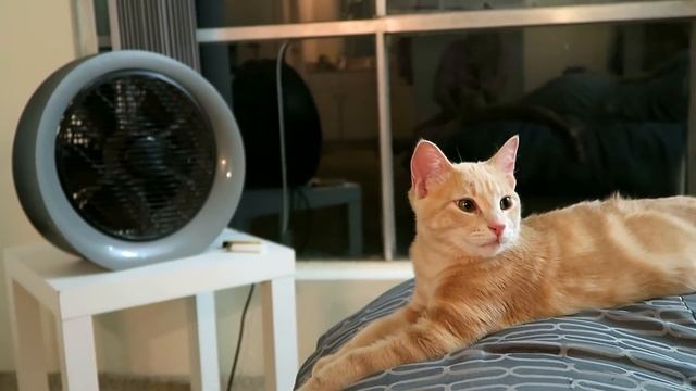 СДЕЛАЛ ТАТУИРОВКУ! смотреть онлайн