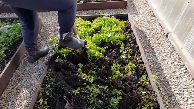 Влог. Заделываем в грунт горчицу. Убираем укрывной материал с минитепличек. Обрезаем малину смотреть онлайн