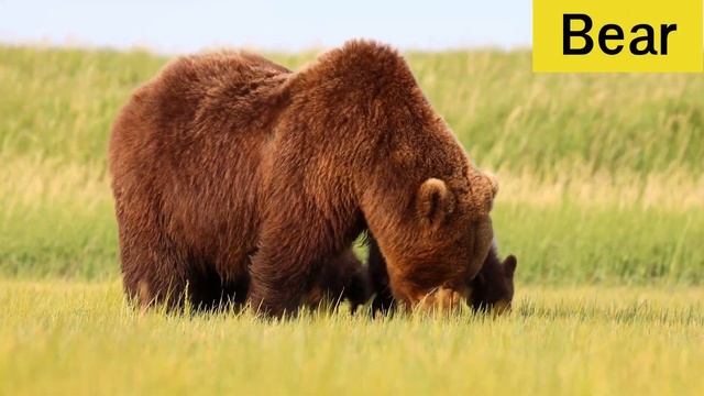 Animal Sounds for Kids (29 sounds) смотреть онлайн