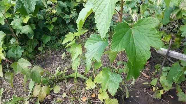 Черная смородина поспела на Алтае