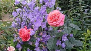 Роза ЭТРУСКА - итальянка с огненным темпераментом.