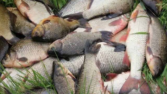 активатор клева fish drive реальные отзывы смотреть онлайн