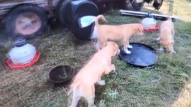 Chicken and sheep guardian dog puppy's available! смотреть онлайн