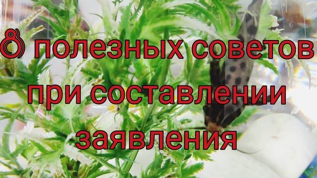 Важно знать при составлении заявления, жалобы/ смотреть онлайн