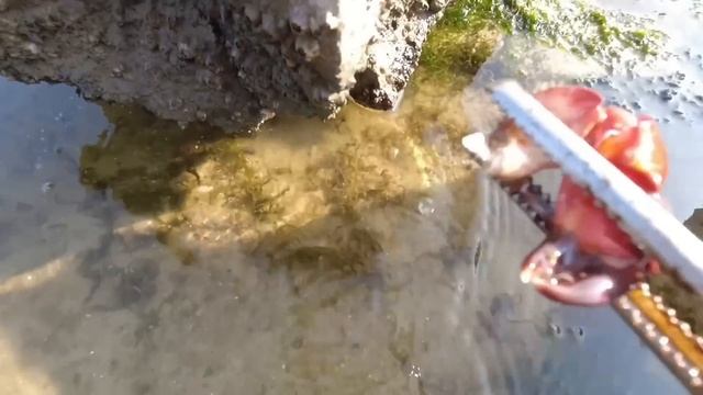 The giant octopus is active in the hole, tug-of-war, the hands are scalded hot смотреть онлайн