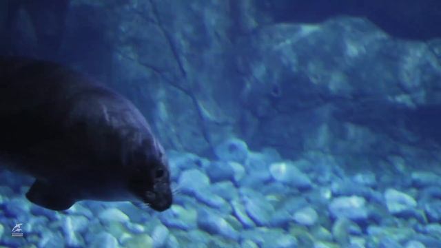 Лекция для детей 5+ "Байкальские нерпы" смотреть онлайн